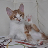 ちゃまゆ君 サムネイル6