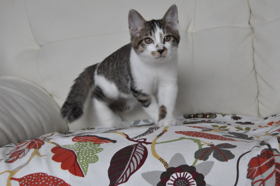 とらまゆ君 東京都 猫の里親募集 ペットのおうち 月間利用者150万人