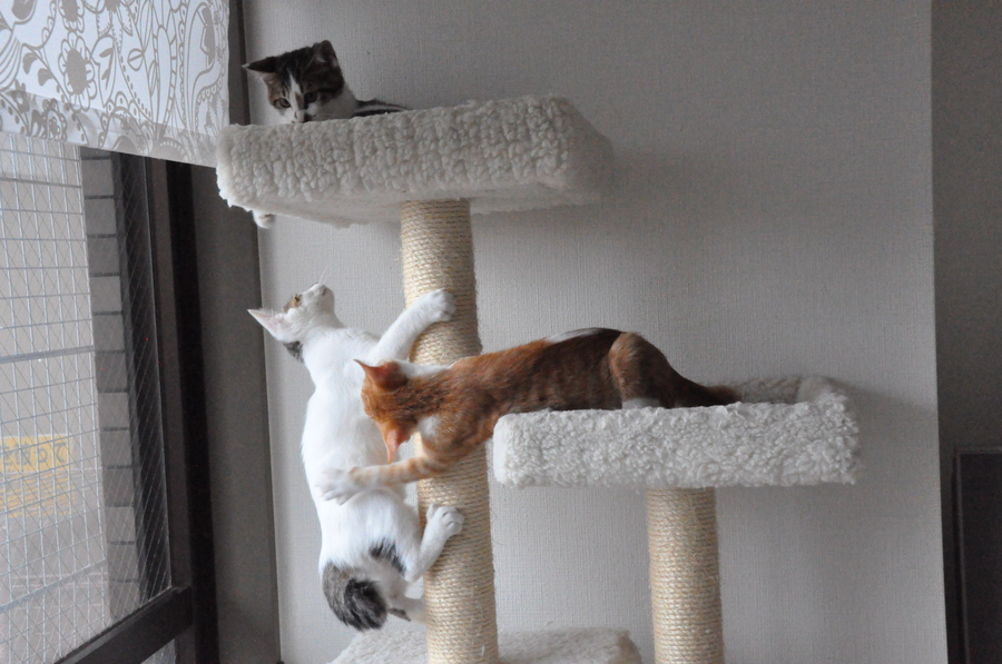 とらまゆ君 東京都 猫の里親募集 ペットのおうち 月間利用者150万人