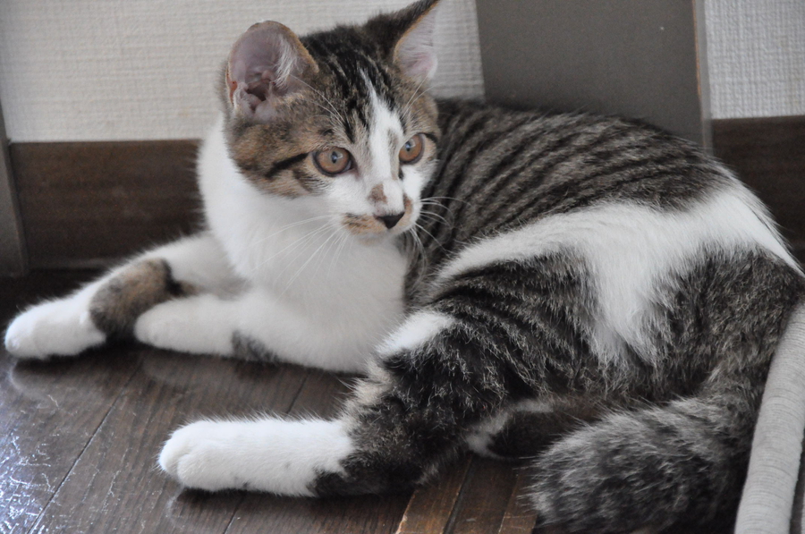 とらまゆ君 東京都 猫の里親募集 ペットのおうち 月間利用者150万人