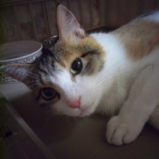 １歳の三毛猫ちゃん