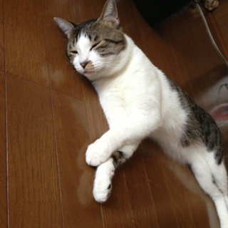 元気な男の子です