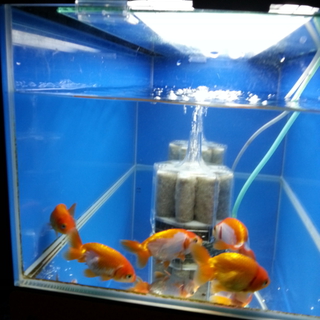 らんちゅう5匹＋飼育用品