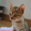 人懐っこいキジちゃん里親募集。