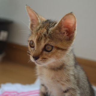 人懐っこいキジちゃん里親募集。
