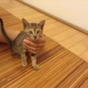 人懐っこいキジちゃん里親募集。 サムネイル3