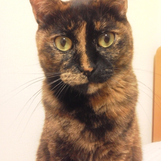 さび猫メス5才人なつっこいです。