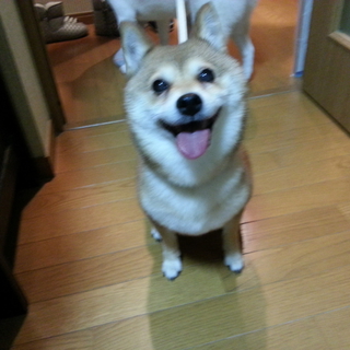 マメ柴