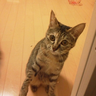 小柄なきじ猫3才のメスです。