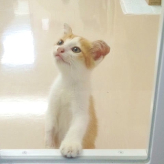 二ヶ月くらいの男の子！