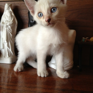子ねこの里親を探しています。