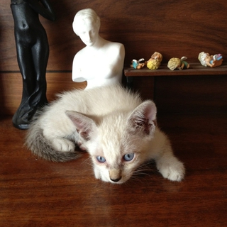 子ねこの里親を探しています。