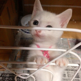 新潟県内でしたら近くまでお届け可能です！