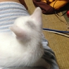 新潟県内でしたら近くまでお届け可能です！ サムネイル2