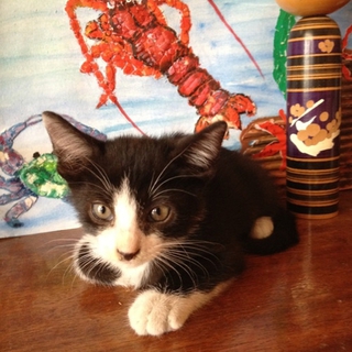 子ねこの里親を探しています。