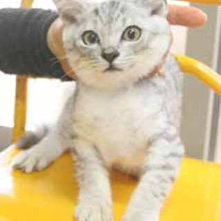 サバシロちゃん