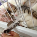 美猫ちゃん♪