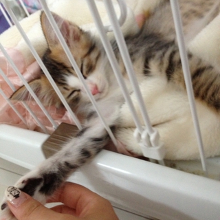 美猫ちゃん♪