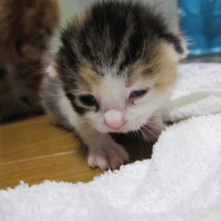 授乳中　小龍包みたいな三毛猫　ぽうちゃん