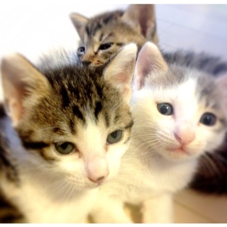 *　３ひきのこねこ　*