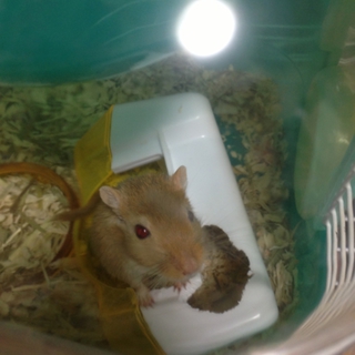 急募です！