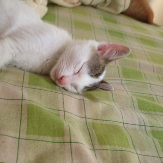 子猫の里親募集です。
