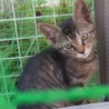 保護した子猫達です サムネイル2