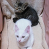 保護した子猫達です サムネイル3