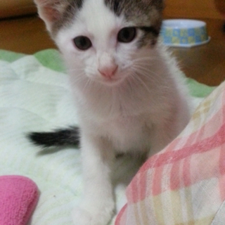 里親募集☆子猫