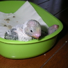 セキセイインコの里親募集(ありがとうございました） サムネイル2