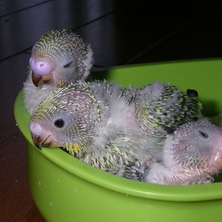 セキセイインコの里親募集(ありがとうございました）