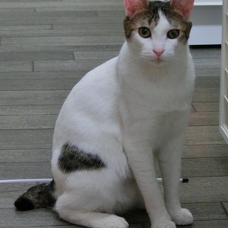 ご陽気さん♪子猫と遊ぶの大好き猫。
