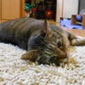 心優しいBig cat boy