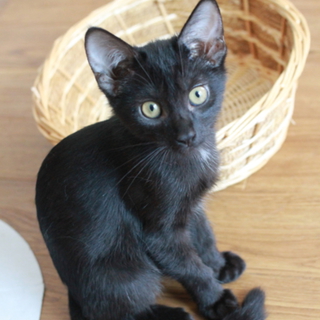 黒猫姉妹　ベルちゃん（ジャスミンちゃん）里親募集