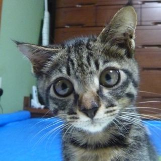 下半身麻痺の仔猫、正式譲渡！