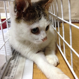優しい飼い主様に出会えました