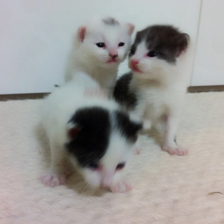 生後一週間の子猫２匹の里親様募集