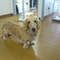 保護犬の里親募集