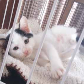 約１ヶ月の子猫
