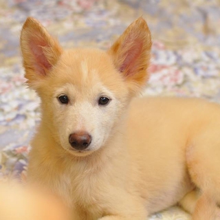 仔犬のポンちゃん