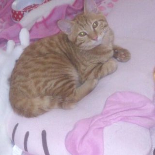 家族になってくれる里親さんを募集してます。