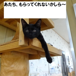 かわいい黒仔猫里親様募集中！