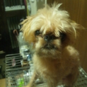 珍しい犬です。