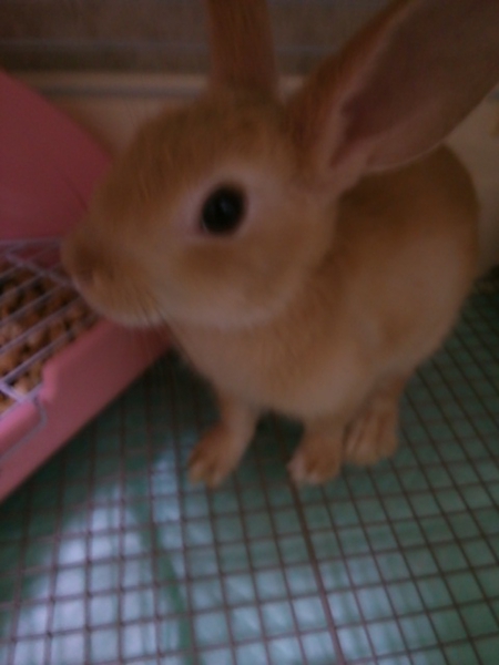 ミニウサギ生後1ヶ月半 愛知県 小動物の里親募集 219 ペットのおうち 月間利用者150万人