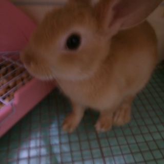 ミニウサギ生後1ヶ月半