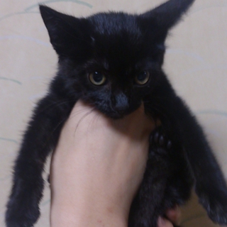 尻尾がちぎられ危険な所で独りぼっちで生きてた仔猫