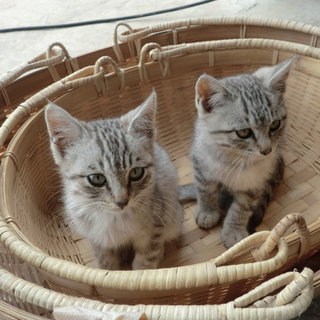 かわいい子猫の里親募集