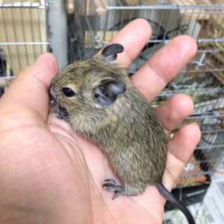 デグーベビー里親募集