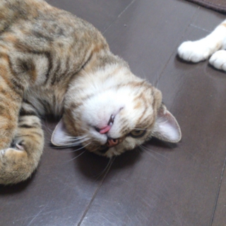 二匹一緒に迎えていただけました☆