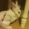 とても可愛いうさぎさんです。m(_ _)m サムネイル2